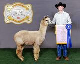 Potential service sire - 8x champ Dauntless