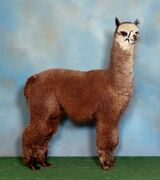 Potential service sire - 3x champ Longbow (Enlightenment son)