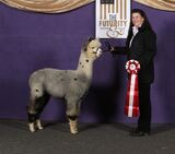 Potential service sire - DT (Quixotic son)