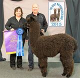 HIs sire - Carbon Copy