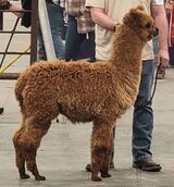 Weanling in Tui Tips