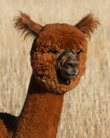 Yearling - Nov 2025