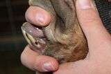 Seraphina Bite - Nov 2025
