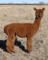 Yearling - Nov 2025