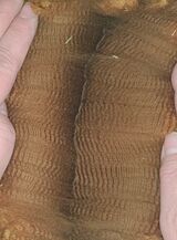 Her half-sister Oraine's Yearling fleece (sold in AAA 2023) Jan '23