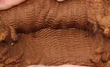 Seraphina's Yearling Fleece Jan 2026 (7.5 months growth)