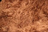 Seraphina's Cria Fleece 2025