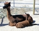 w/ 2011 cria - "Promise" - BB girl
