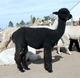 2009 offspring "Pearl" - TB girl