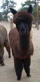 as yearling