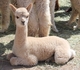 Aika as a cria -- cute as button!