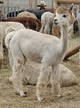 Summer 2020, recently shorn and open