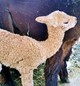 Days-old Newborn