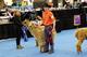 Excellent competition at the 2016 AOA National show.