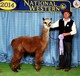 Reserve Champion as a 2 yr old