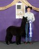 2016 Futurity - Fantastic judgement as the competition was intense!