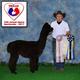 2017 TXOLAN Spectacular -- Reserve champion in both halter and fleece!
