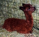 Bliss - newborn cria (9/2014)