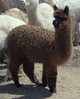 Bliss - weanling before shearing (6/2015)
