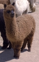 Bliss - weanling right before shearing (6/2015)