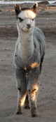 Nov 2012 - Typey w/ nice conformation