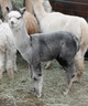 12-16-2012 - very uniform coloration