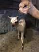 Up and running in 20 mins after being born!