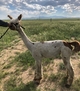 Shorn 6/2019 -- covered in speckles!!