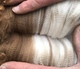 March 2019 - yearling fleece