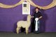 2016 Futurity Show