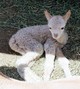Newborn