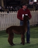 showing at American Alpaca Showcase