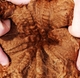 Marchal's cria fleece -- bold crimp with good bundling