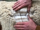 Firefly's fleece 2020 (4th fleece, as 3 yr old)