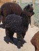 As a cria - always in the hay!