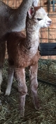 Newborn - 9/30/2016