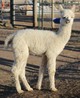 2014 cria
