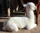 2014 cria