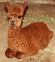 Just born pic -- with her 'hair' (topknot) still half wet and askew.