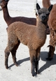 Promise as a Weanling