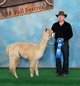 2013 ABR Fall Festival - 1st of 12 in LF Yearlings