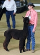 Nov 2014 - ABR Fall Festival