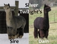Silver's Dam & Sire