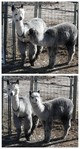 Silver's first cria, by Rincon Cloud, about a week old. Sold as a weanling