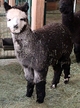 Her 2020 Royal Steel girl that we are keeping in our foundation herd.