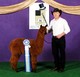 Juvie - 2014 Futurity - B&O