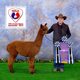 at nearly 5 yrs old -- winning Color Champ in halter!