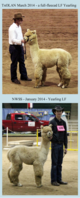 2014 Yearling showings