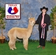 2015 - TxOLAN - 2 yr old