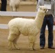 As a Juvenile in her only halter show.  Now she is 'working mom'.